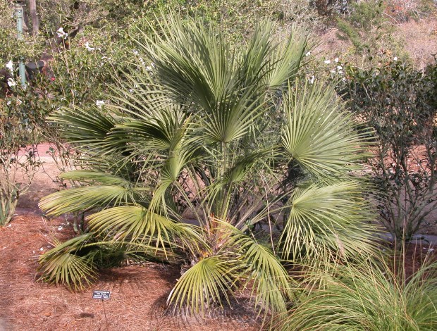 European fan palm is one of only two native palms from Europe. (Norfolk Botanical Garden)