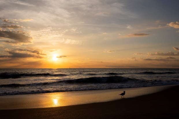 A gull strolls the beachy shore of Anastasia State Park in St. Augustine as the sun rises on March 8, 2024. (Patrick Connolly/Orlando Sentinel)