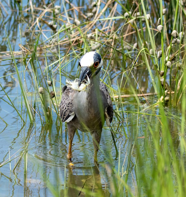 A yellow-crowned night heron enjoys a crab dinner at Pleasure House Point in Virginia Beach. Courtesy of Michael Schimmel