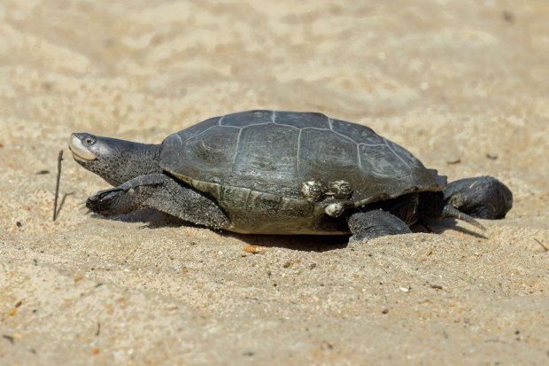 A terrapin rests in the sand at Pleasure House Point in Virginia Beach. Courtesy of Reuben Rohn