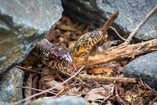 A pair of northern water snakes bask in the sun at Stumpy Lake in Virginia Beach. Courtesy of Connie Owen