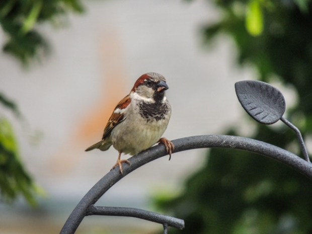 A male house sparrow feeds on mealworms at a backyard feeder in the Saratoga section of Norfolk. Courtesy of Jane Hughey