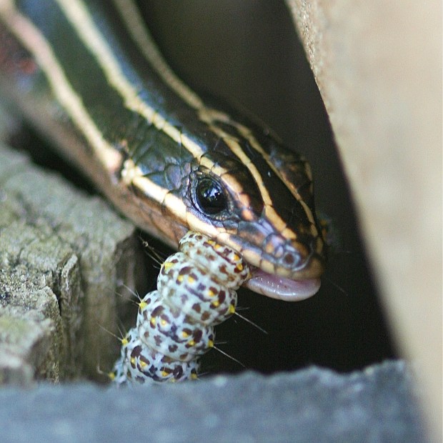 A skink feeds on a caterpillar at the Great Dismal Swamp National Wildlife Refuge in Suffolk. Courtesy of Norm Grefe