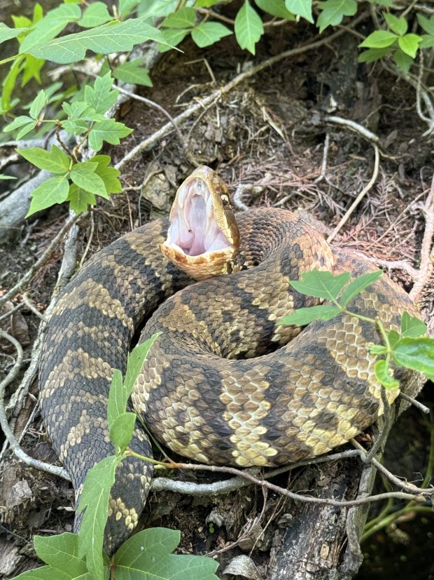 A cottonmouth rests in poison ivy with its mouth gaping open at Northwest River Park in Chesapeake. Courtesy of Gary Williamson