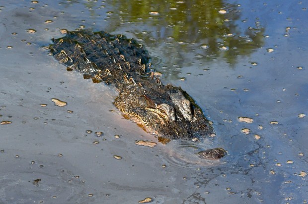 An alligator swims through the dark waters at Alligator River National Wildlife Refuge in North Carolina. Courtesy of Dan Short