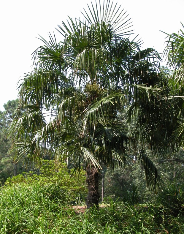 Windmill palm is one of the most common hardy palms, and has a compact crown, fitting for smaller gardens. (Norfolk Botanical Garden)