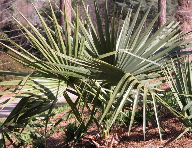 Dwarf palmetto comes closest to being native for us, growing from northeastern North Carolina to Texas. (Norfolk Botanical Garden)