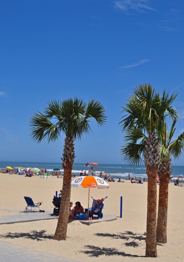 Cabbage palm is the state tree of South Carolina and Florida. (Courtesy of Les Parks)