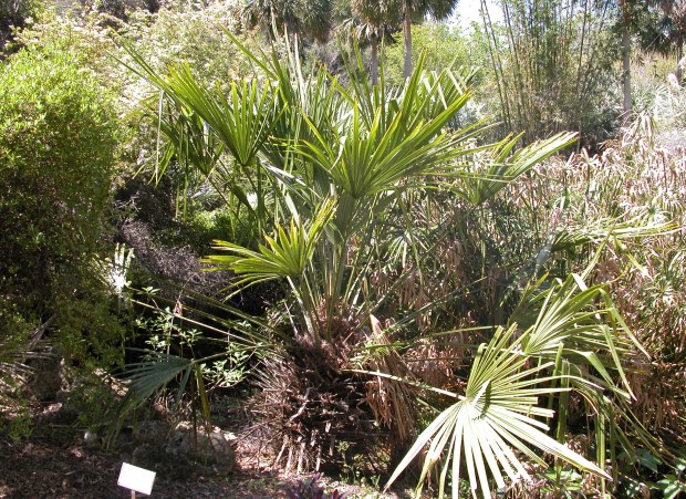 Needle palm is native to the coastal margins of the southeastern United States. (Norfolk Botanical Garden)