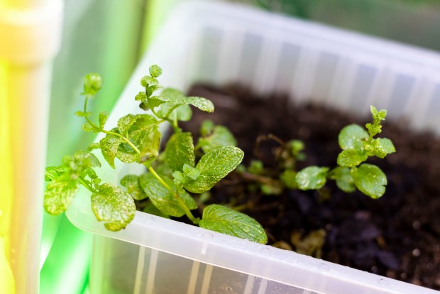 A mint plant grows in the MindBot at William & Mary in Williamsburg on Tuesday, May 14, 2024. (Kendall Warner / The Virginian-Pilot)