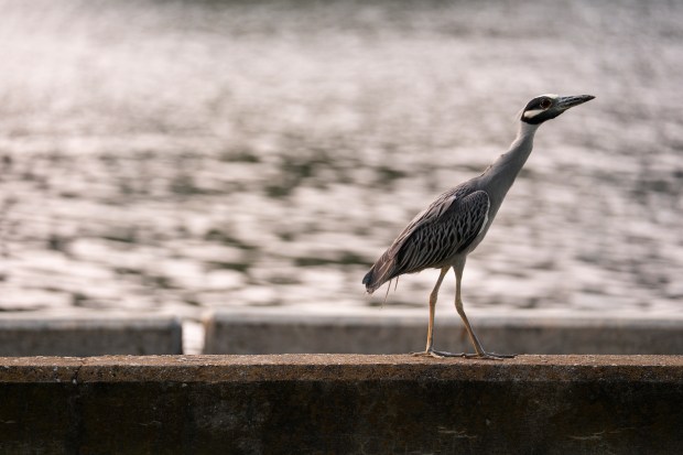 A yellow crowned night heron prowls the Hague water front in Norfolk, Virginia, on Aug. 2, 2023. (Billy Schuerman / The Virginian-Pilot)