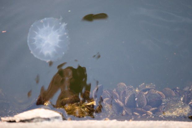 A jellyfish floats past a wall in the Hague water front in Norfolk, Virginia, as seen on Aug. 2, 2023. (Billy Schuerman / The Virginian-Pilot)