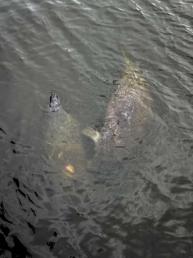 Manatees are seen swimming through the Hague in Norfolk, Virginia, on July 25, 2024. (Billy Schuerman / The Virginian-Pilot)