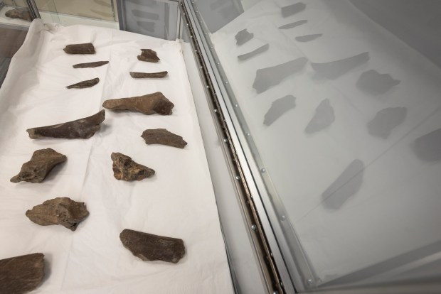 Mastodon bones on display at the Hampton Roads Bridge Tunnel visitor's center in Norfolk, Virginia, on July 29, 2024. The bones were found while digging a new tunnel at the Hampton Roads Bridge Tunnel expansion project and are estimated to be between 12,000 and 50,000 years old. (Billy Schuerman / The Virginian-Pilot)