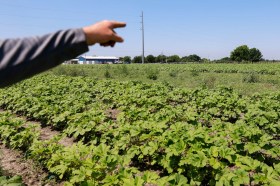 A hand points out at a farm